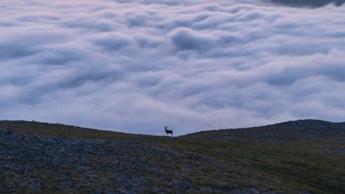 Stag on summit