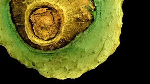 Magnification of Musa acuminata seed