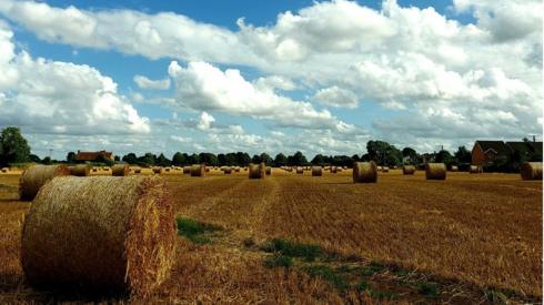 A barley field in the village of Milcombe, Oxfordshire