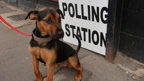 Dog by polling station sign