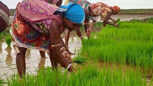 Women planting rice