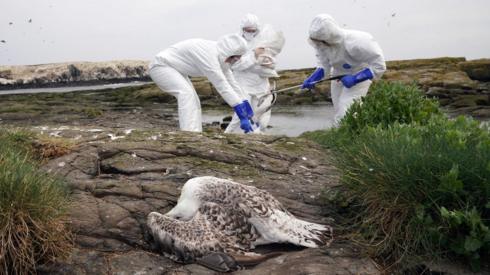 Dead birds being collected by workers in protective equipment at the Farne Islands