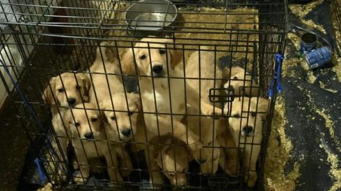 Puppies in cage