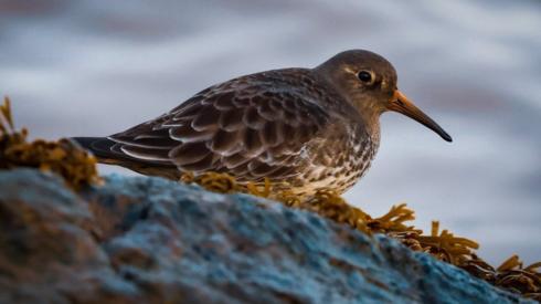 A Purple Sandpiper bird sitting on a rock