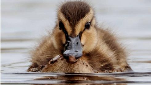 Duckling on Loch Tay