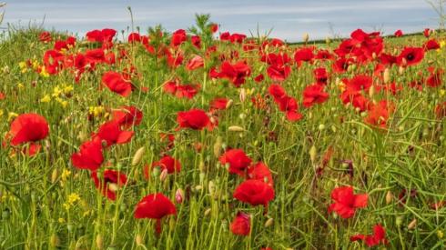 Wil flowers in a field near Ancrum in the Scottish Borders