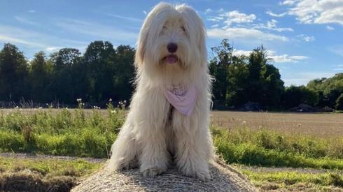 Bearded collie Leia
