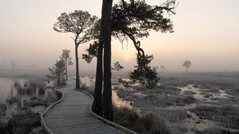 The boardwalk in Surrey's Thursley Common