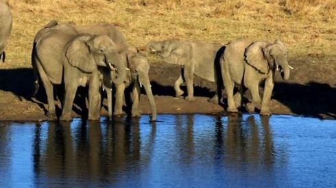 African Savannah elephants at a watering hole