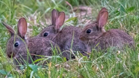 Rabbits in the grass near Peterborough