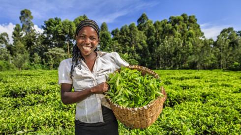 A farmer