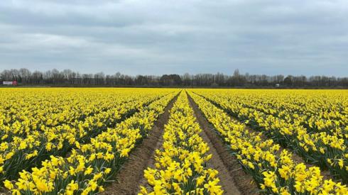 A field of daffodils
