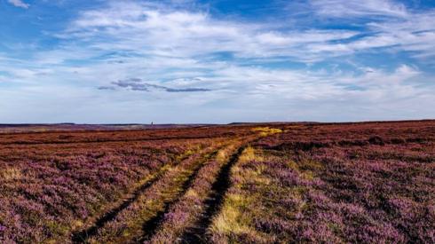 Purple heather on the moors
