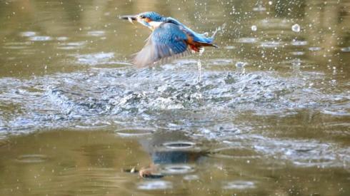 A kingfisher flying over water