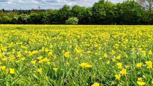 A buttercup field