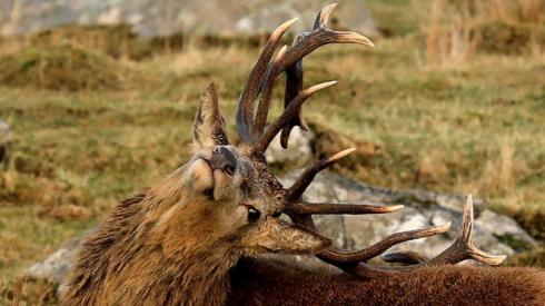 Antler back scratchers