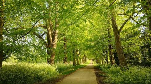 A pathway through woodland