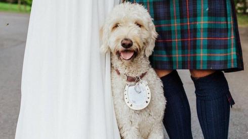 Dog at wedding