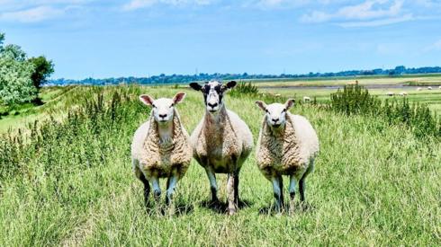 Three sheep facing the camera in Hesketh Out Marsh in Lancashire