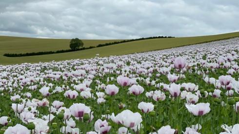 Flowers in a field in the Lincolnshire village of Thoresway