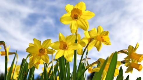 Daffodils