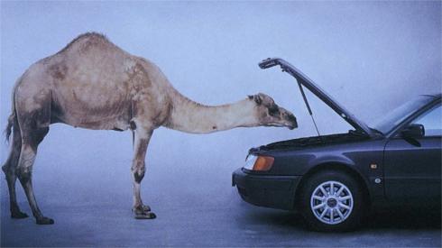 Audi camel ad
