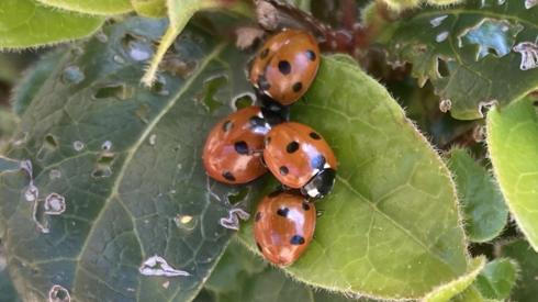 Ladybirds