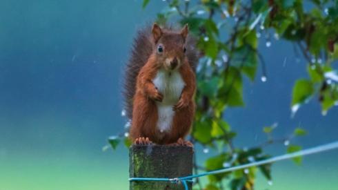 Red Squirrel