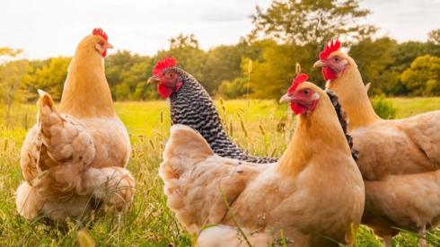 Hens