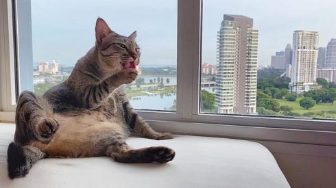 Cat at a window
