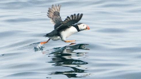 Puffin taking off
