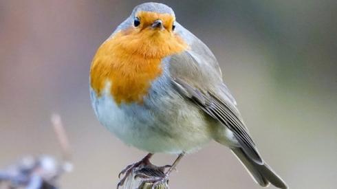 Robin