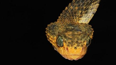 Atheris Viper (Bush Viper)