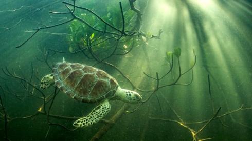 A green turtle swims amongst mangrove tree roots in the Bahamas