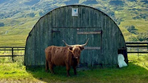 Highland cow