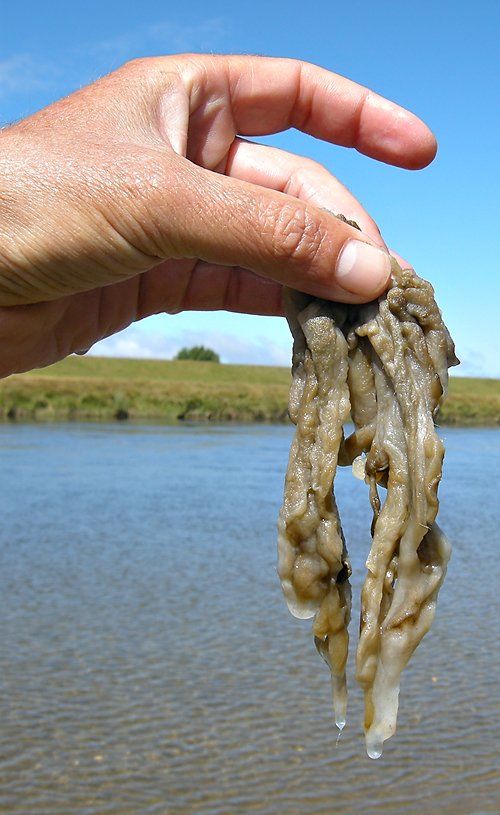 how-is-rock-snot-affecting-rivers-in-michigan-bbc-newsround