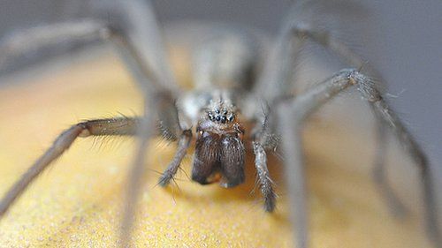 Country diary: I've put this house spider outside before – several times, Spiders