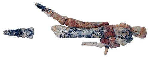 Foot bones of an ancient kangaroo