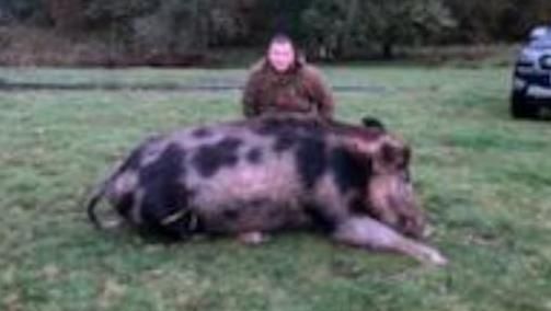 Hybrid pig shot in Great Glen