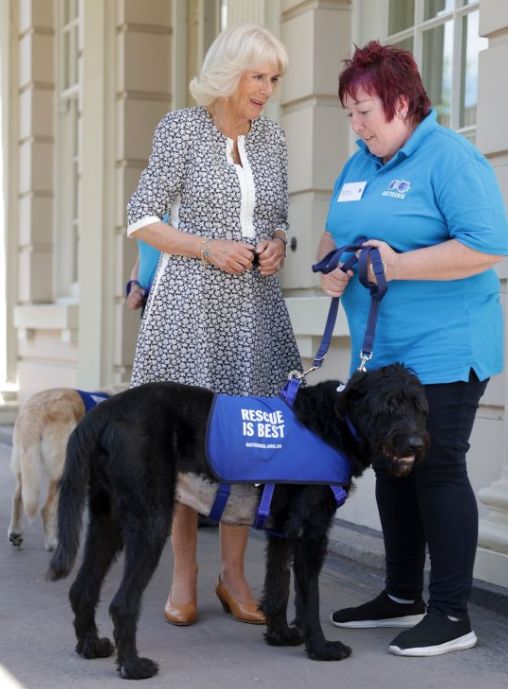 does battersea dogs home do home checks