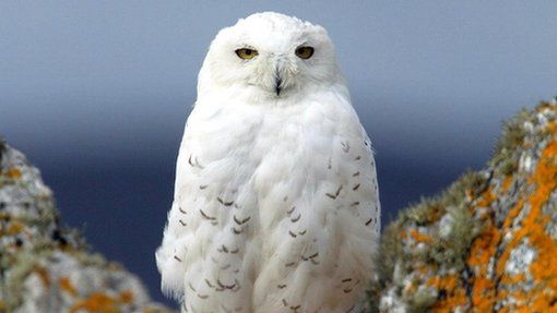 A snowy owl