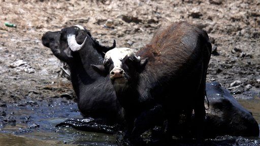 Buffalo in a riverbed
