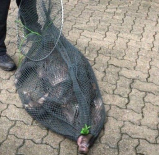 The tranquilised wild boar in a net