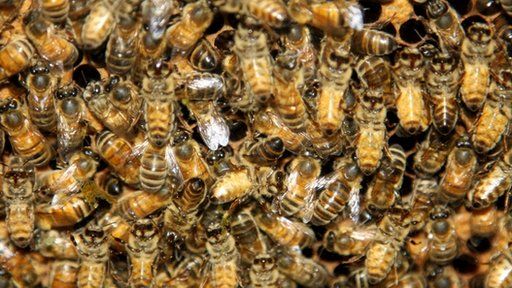 Bees on wax comb