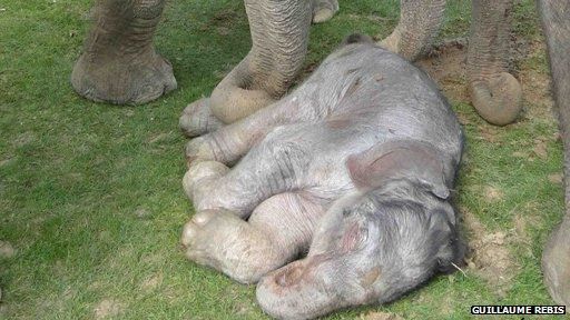 Newborn elephant