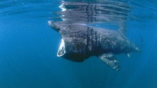 Basking shark. Pic: Paul Naylor/SNH