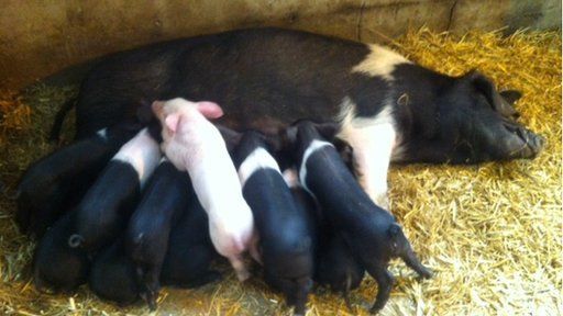 Streamvale Open Farm gives home to piglet 'Babe' - BBC News