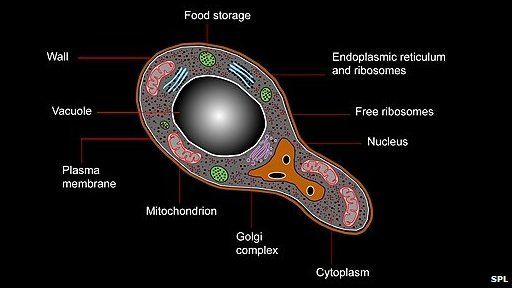 Illustrated yeast cell artwork