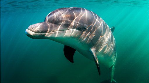 Dolphins 'aggressively' tried to push swimmer underwater off coast of  Ireland