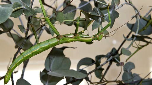 giant lime green stick insect